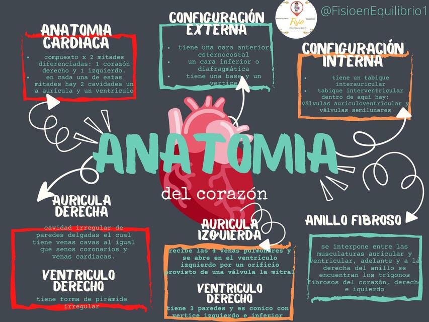 Anatomía del corazón