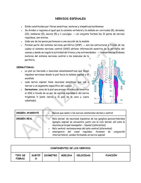 Nervios Espinales
