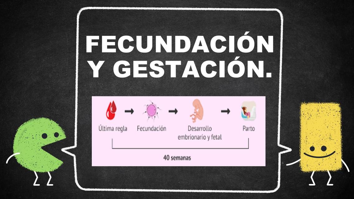 Fecundación y gestación