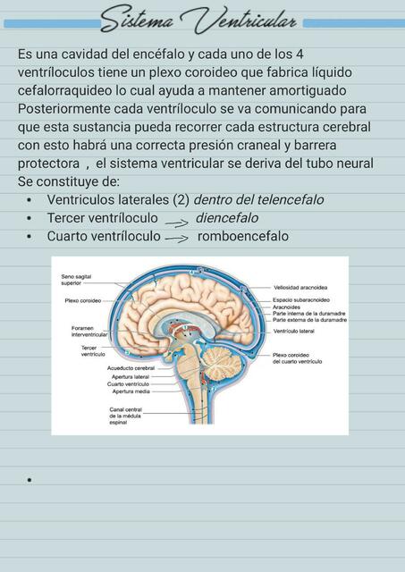 Sistema ventricular