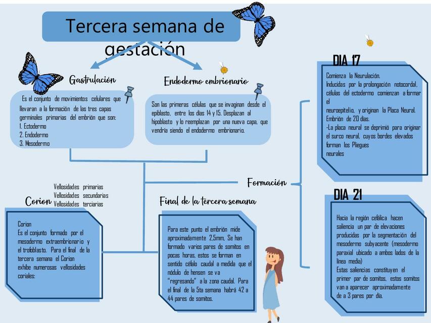 Tercera Semana de Gestación 