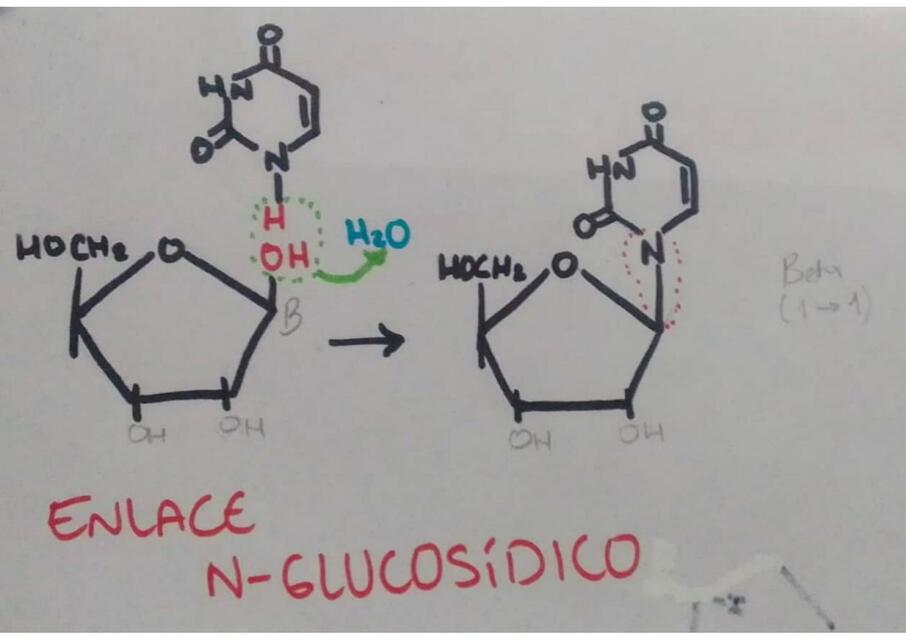 Enlaces glucosídicos