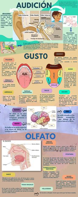 Sentidos y su Ubicación en los Lóbulos 