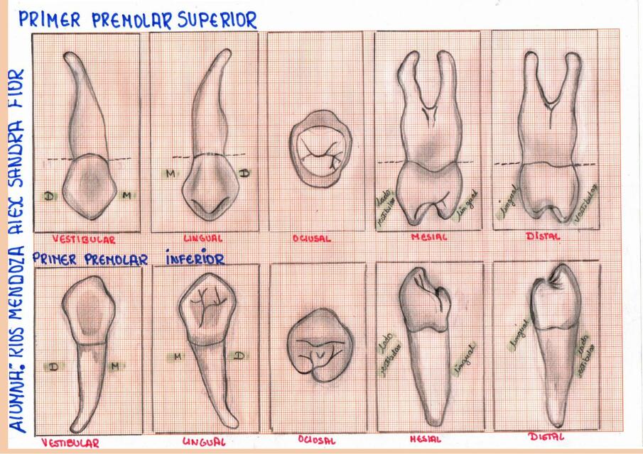 Premolares y Molares