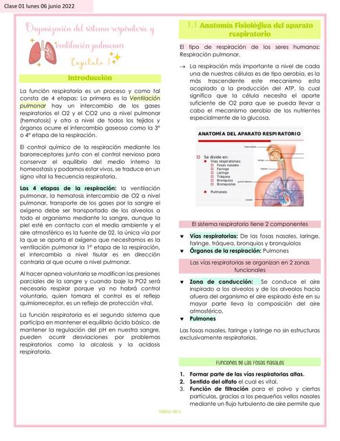 Organización del sistema respiratorio y ventilación pulmonar