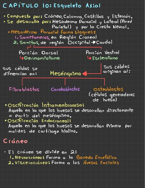 Esqueleto Axial