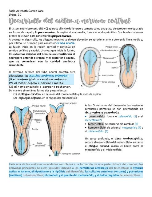 Desarrollo del Sistema Nervioso Central 