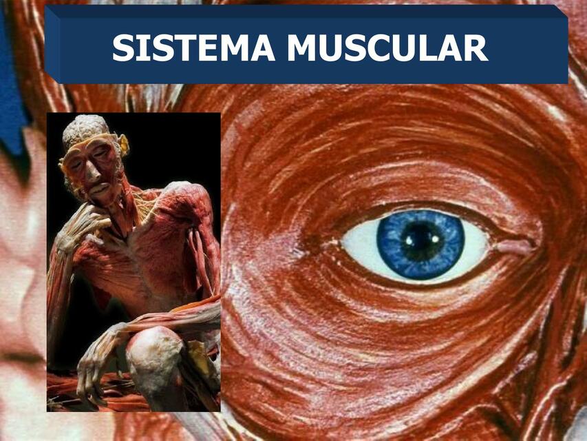 Fisiología Muscular