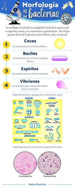 Morfología de las Bacterias