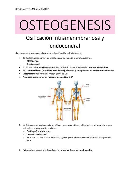 OSTEOGENESIS