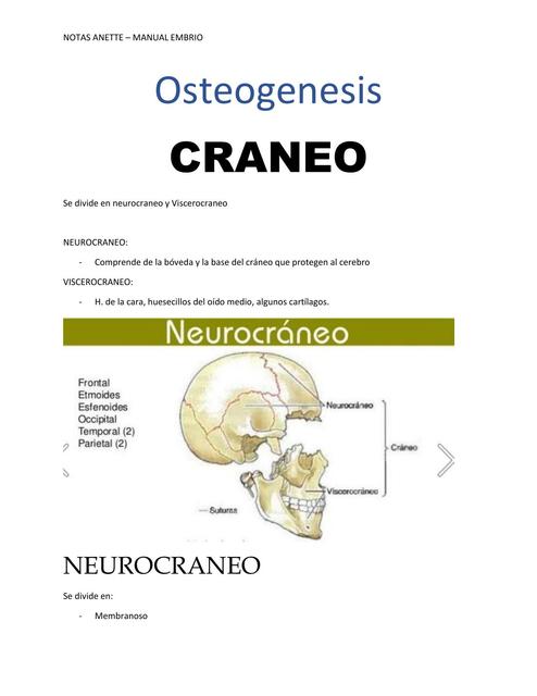 Osteogénesis- Cráneo 