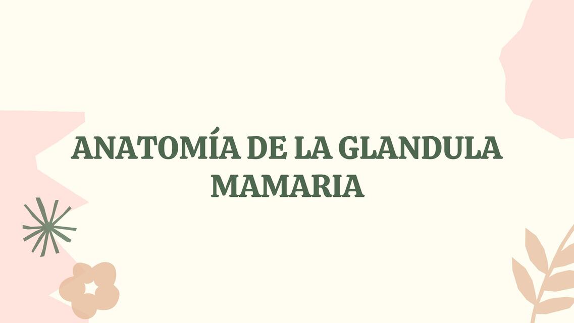 Anatomía de la Glándula Mamaria