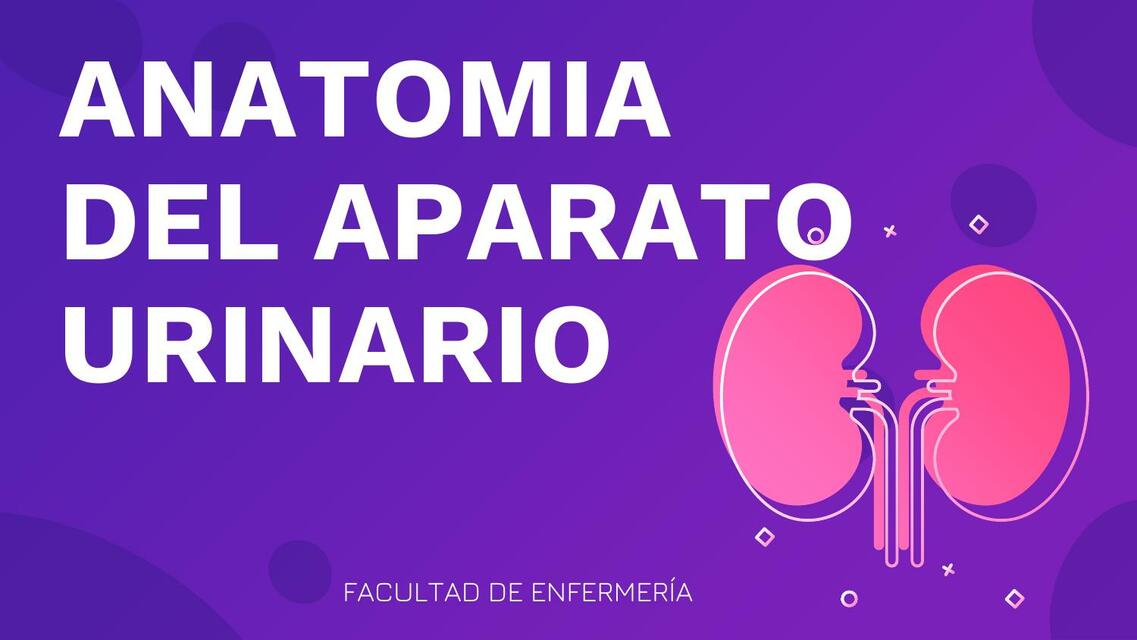 Anatomía del Aparato Urinario 