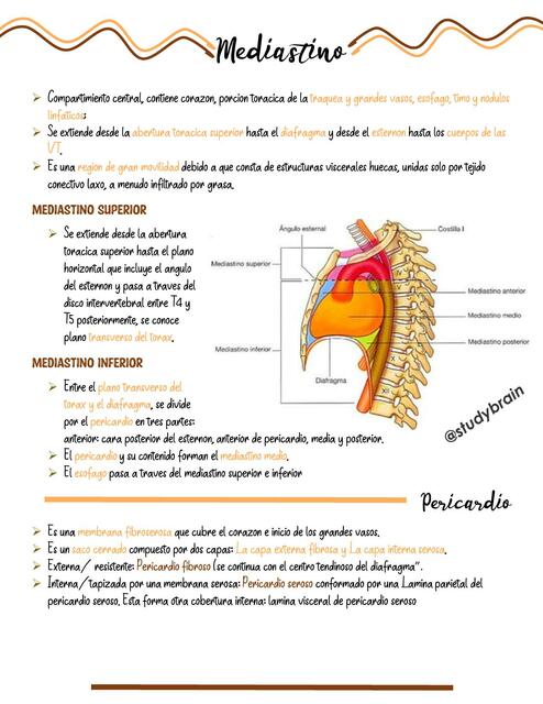 Mediastino