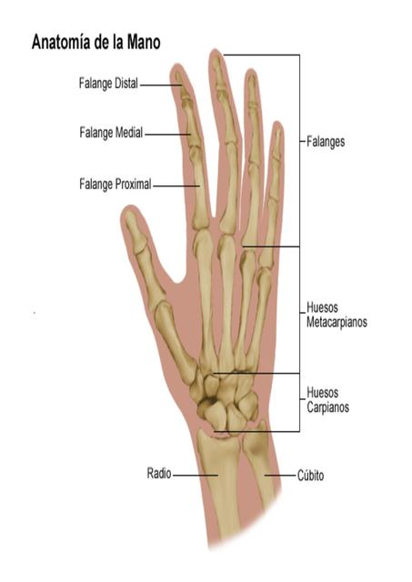 Anatomía del mano