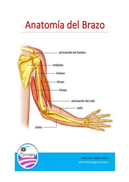 Anatomía del brazo 2