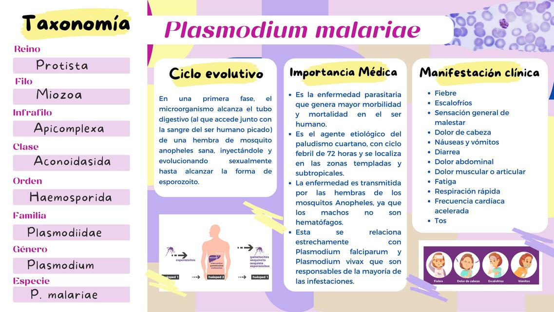 Plasmodium malariae 