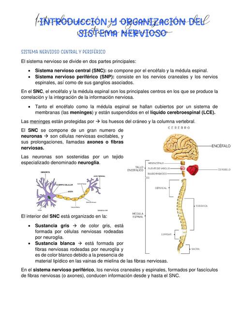 Sistema nervioso 