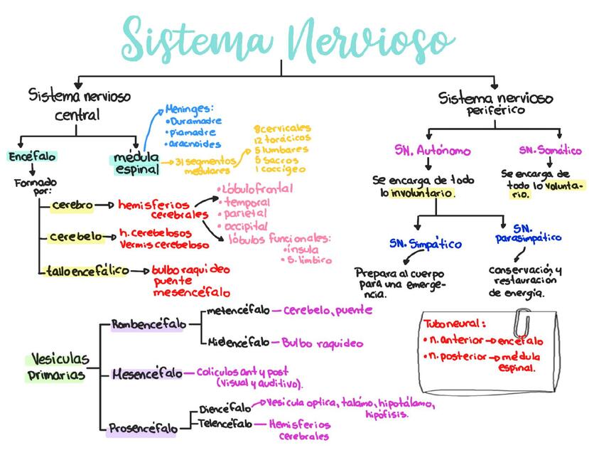 Sistema Nervioso - Neuroanatomía