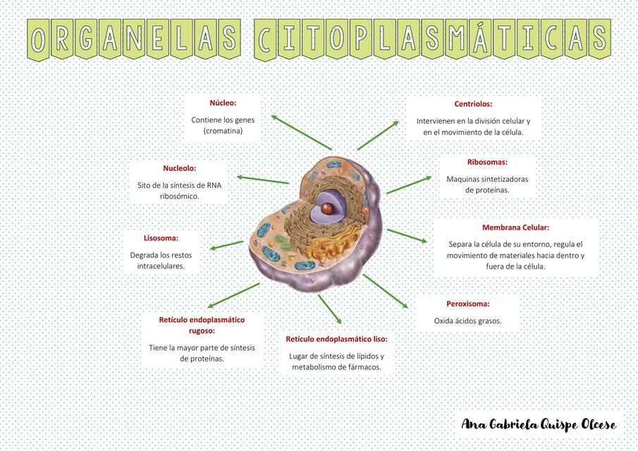 Organelas Citoplasmáticas 