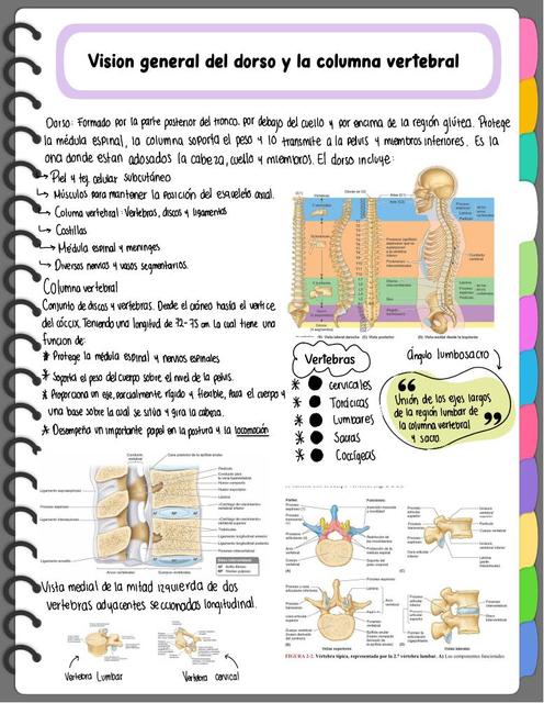 Columna Vertebral 