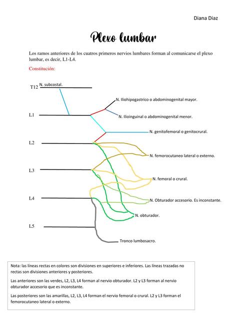 Plexo Lumbar 