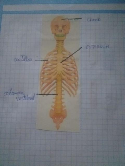 Anatomía