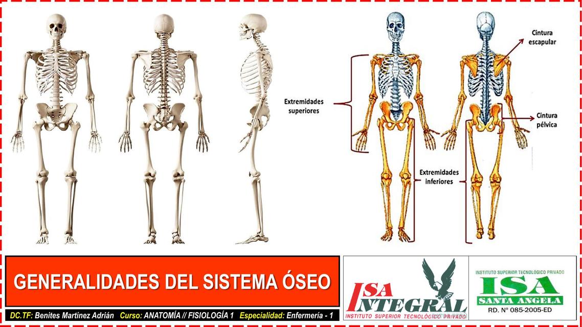 SISTEMA ESQUELÉTICO ANATOMÍA 1