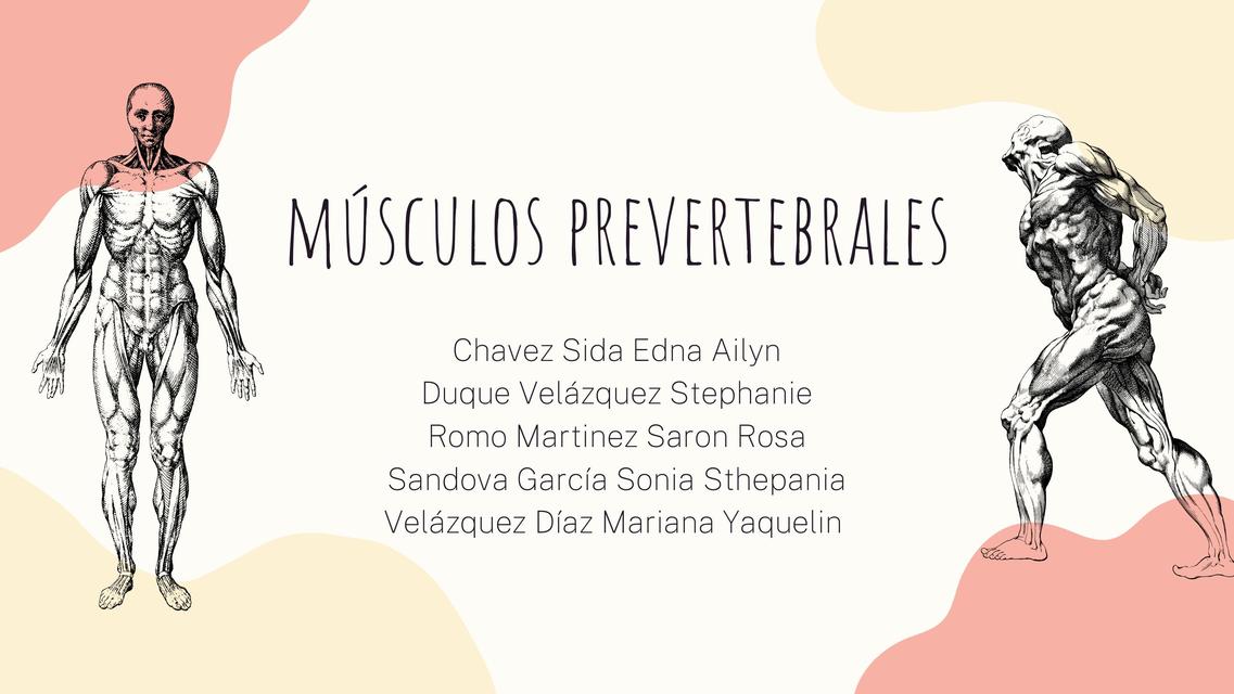 Músculos prevertebrales