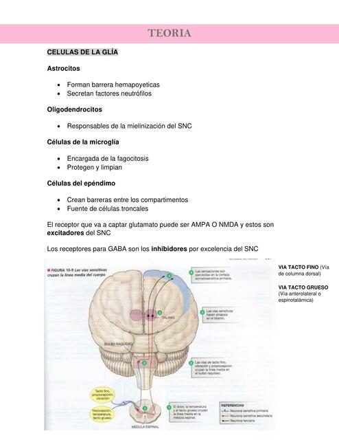 Teoría Fisiología 