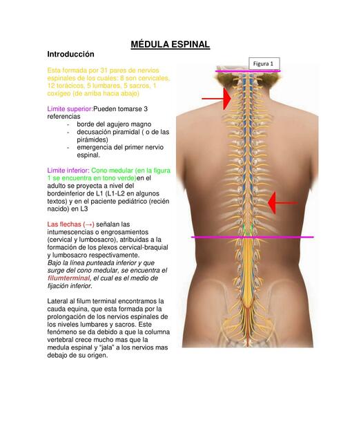 Neurología