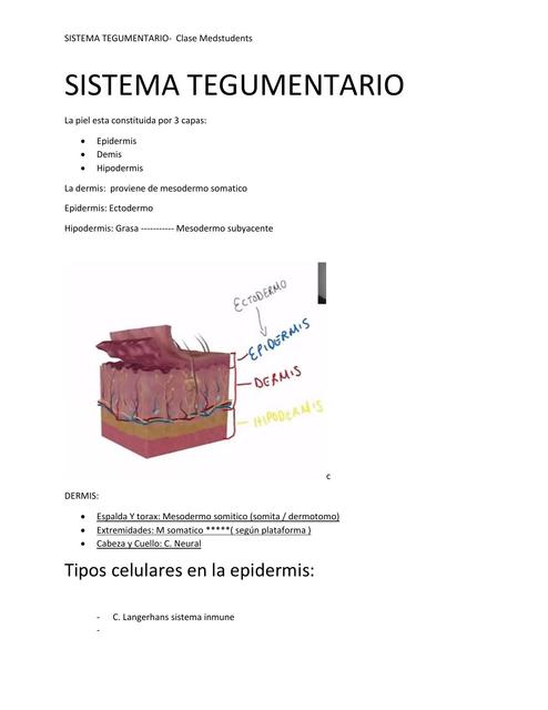 Sistema tegumentario