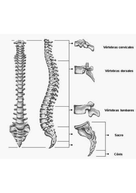 Columna vertebral (fashcards)