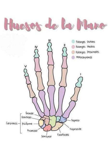 Huesos de la mano (flashcards)