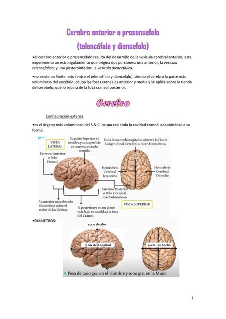  Cerebro anterior o prosencéfalo resumen_LATARJET