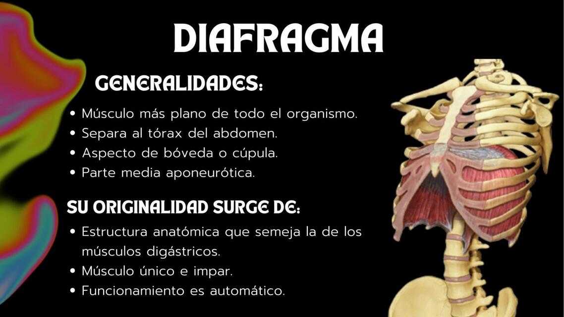 Diafragma