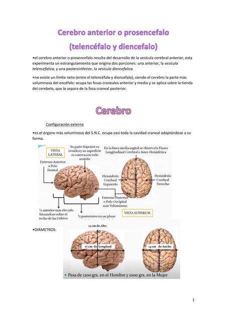 EL CEREBRO (Telencefalo -  Diencefalo)