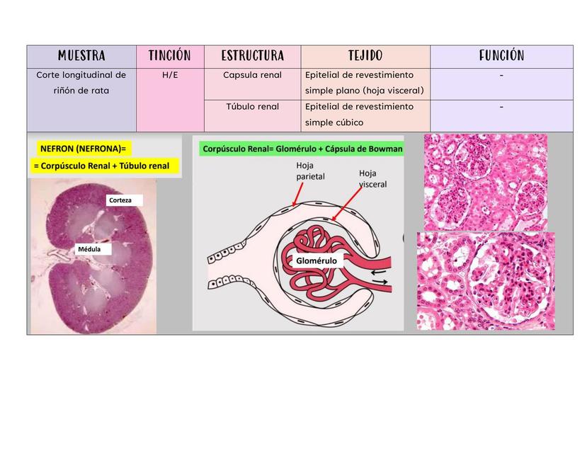 Muestras de Histología