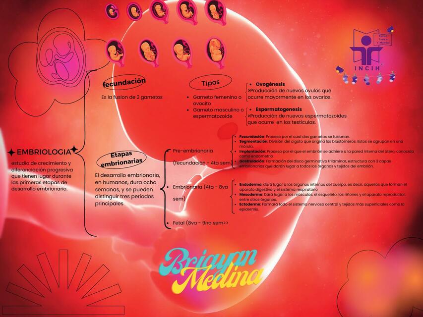 Cuadro Sinóptico sobre la Embriología
