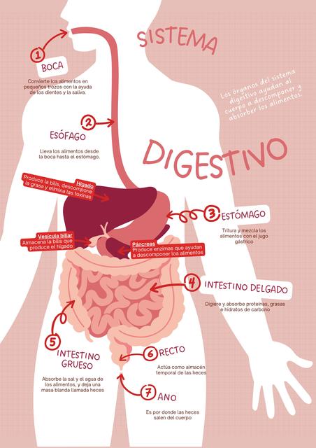 SISTEMA DIGESTIVO