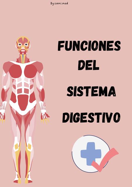 Funciones del sistema digestivo