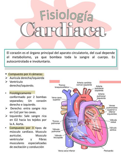 Fisiologia cardiaca