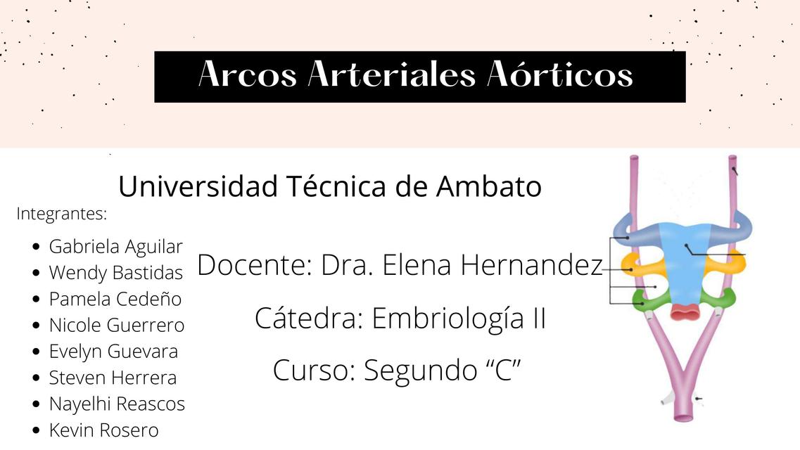 Arcos aórticos