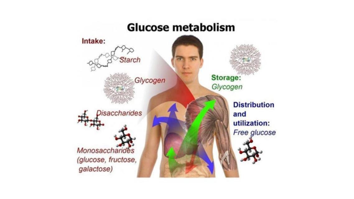 Metabolismo de Carbohidratos