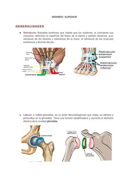 ANATOMIA DEL CUERPO HUMANO