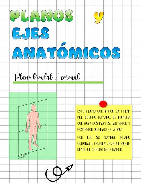 Planos y ejes anatómicos