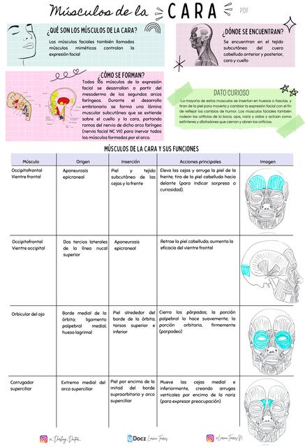 Músculos de la cara - PDF