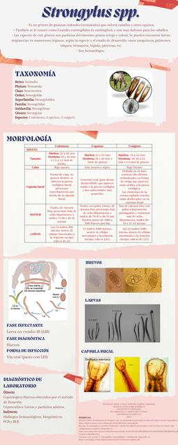 Infografía Strongylus spp