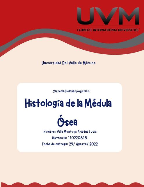 Histología de Médula Ósea