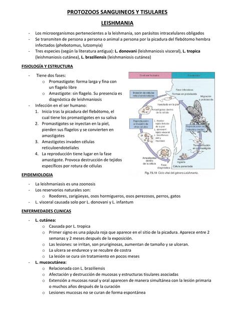 PROTOZOOS SANGUINEOS Y TISULARES LEISHMANIA